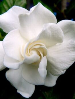 A Gardenia jasminoides 'Veitchii' in full bloom, nestled among lush dark green leaves in a 6" pot, showcases its elegant and fragrant petals, capturing nature's beauty up close.