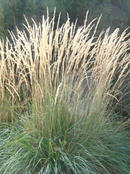 Calamagrostis 'Karl Foerster' 15cm Pot features tall, upright ornamental grass with green blades and thin beige seed heads, ideal for dense outdoor garden displays.