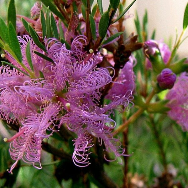A close-up shot of vibrant pink Melaleuca 'Thyme leaf Honey Myrtle' flowers, with curly petals and lush green leaves in a garden setting.