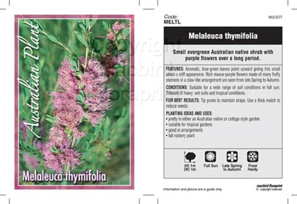 Melaleuca 'Thyme leaf Honey Myrtle' 6" Pot - Image 2