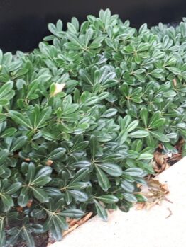 Hello Hello Plants Nursery Pittosporum tobira Miss Muffet Border