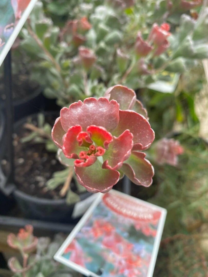 Adenanthos 'Coastal Jug Flower' 6" Pot - Image 2