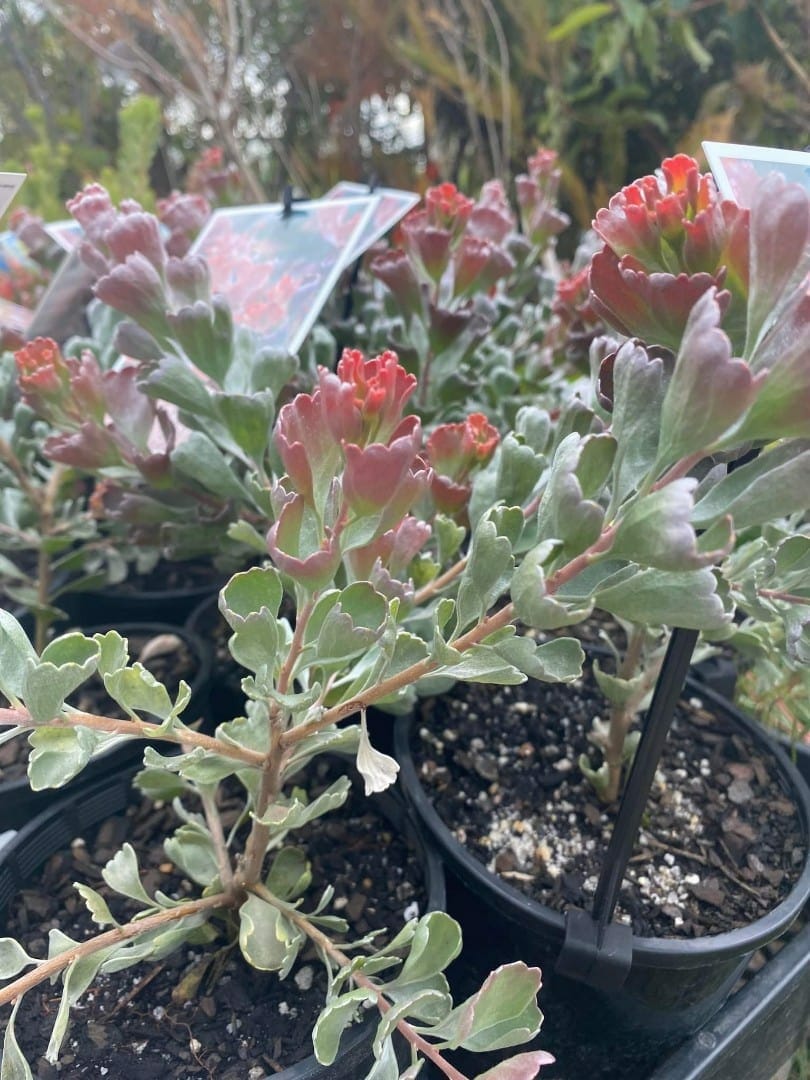 Adenanthos 'Coastal Jug Flower' 6" Pot - Image 3