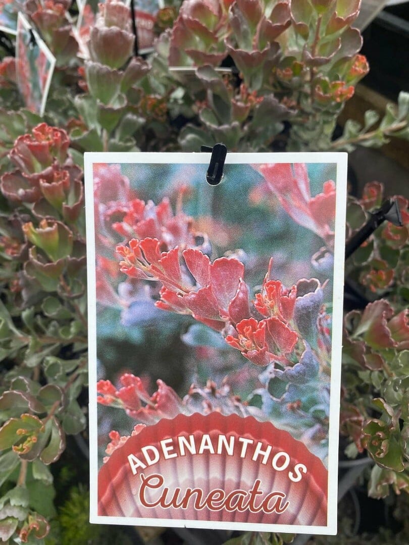 Adenanthos 'Coastal Jug Flower' 6" Pot - Image 4