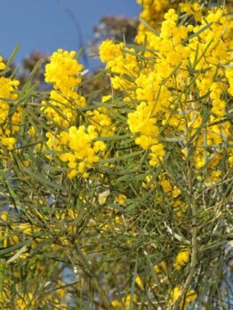 The vibrant Acacia 'Stringy Bark Wattle' in a 10" pot, with its bright yellow flowers and feathery leaves, contrasts beautifully against a clear blue sky.