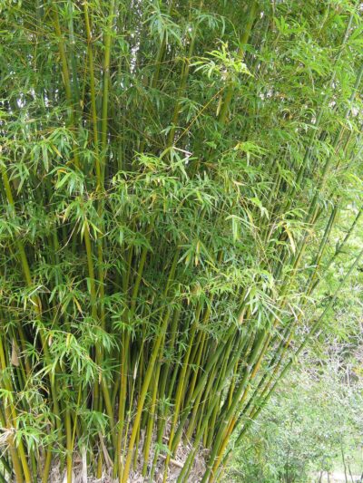 A dense cluster of Bambusa 'Willowy Bamboo' emerges from an 8" pot, with narrow leaves growing vertically for a lush green display.
