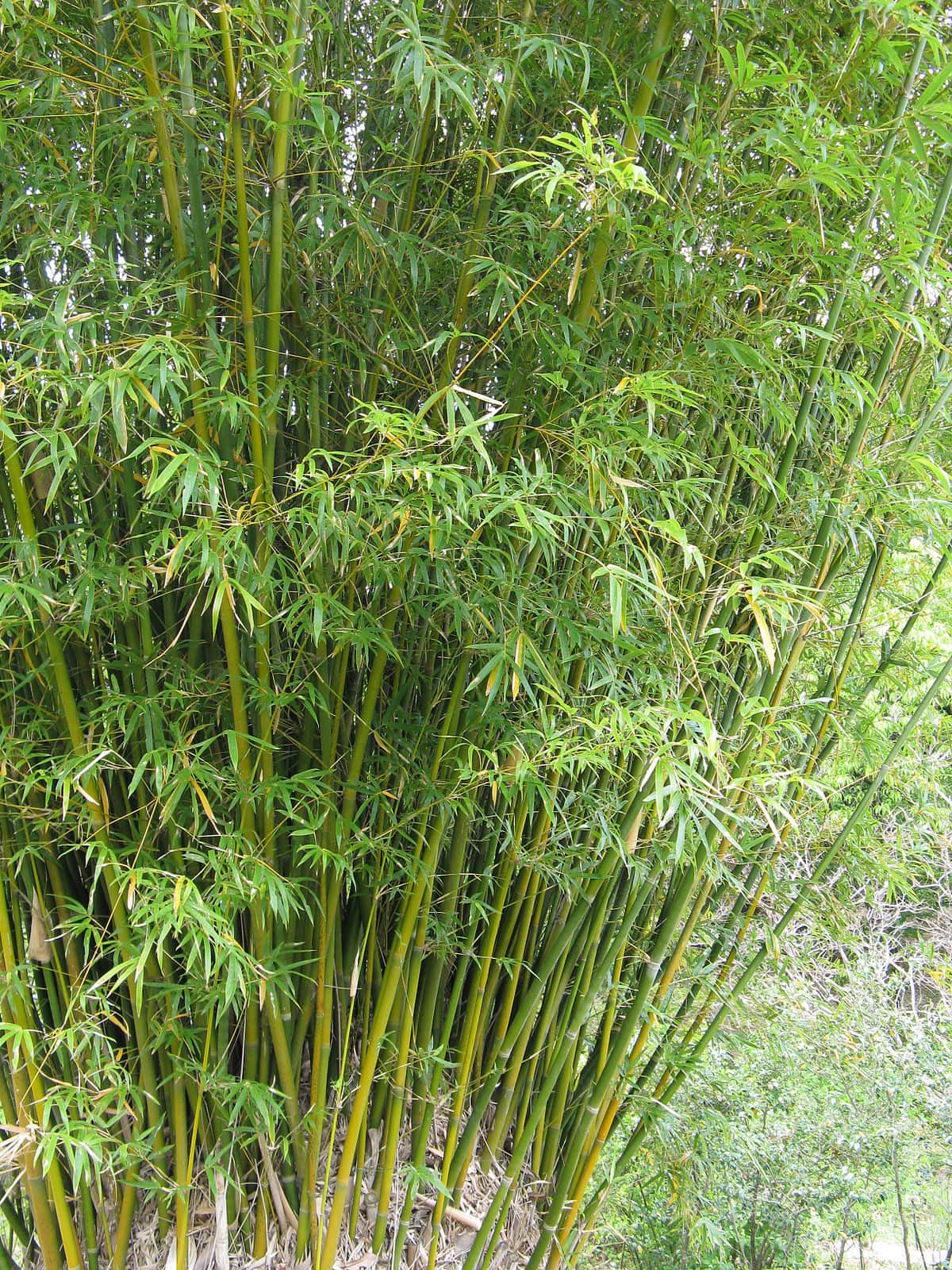 A dense cluster of Bambusa 'Willowy Bamboo' emerges from an 8" pot, with narrow leaves growing vertically for a lush green display.