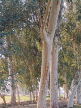 Eucalyptus 'Tasmanian Blue Gum' or Victorian Blue Gum native australian trees eucalyptus globulus
