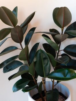 A stunning Ficus 'Lime Splice' Rubber Fig with large, dark green, oval-shaped leaves sits gracefully in an 8" white pot against a neutral wall.