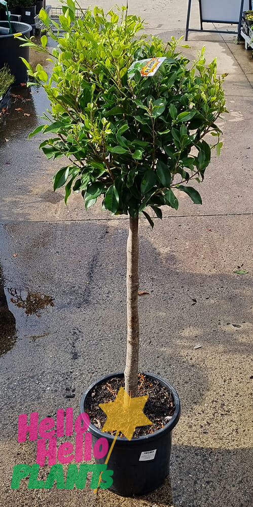 Ficus hillii 'Flash' (Standard 1.2m) 12" Pot - Image 2