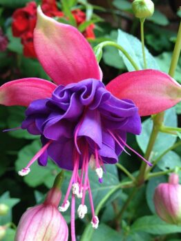 Hello-Hello-Plants-Fuchsia-‘Charm-Rose-Purple