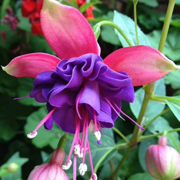 Hello-Hello-Plants-Fuchsia-‘Charm-Rose-Purple