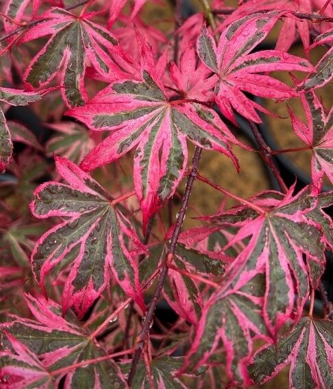 Close-up of Acer 'Shirazz' Japanese Maple in an 8" pot, showcasing star-shaped leaves with vibrant pink edges, green centers, and moisture droplets on the foliage.