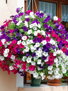 Hello Hello Plants Petunia assorted colours hanging basket