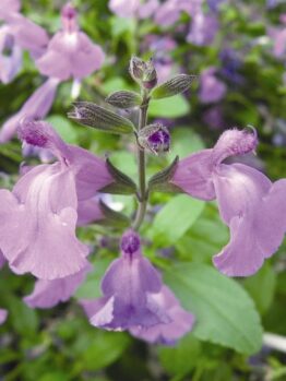 Close-up of vibrant Salvia 'Mesa Azure' flowers in full bloom, surrounded by lush green foliage, evokes natural beauty.