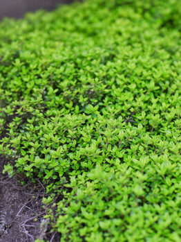 Thymus serpyllum White Creeping Thyme