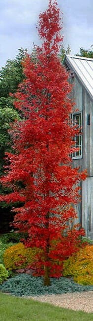 Acer 'Tsukasa Silhouette' Japanese Maple 90L - Image 2