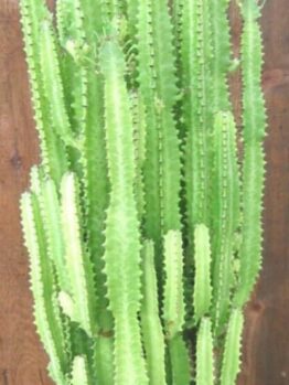 The Euphorbia 'African Milk Tree' Cactus, featuring tall green vertical stems, is elegantly displayed in an 8" black pot against a wooden background.