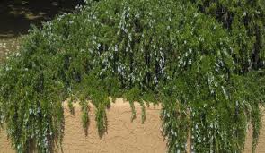 Rosmarinus 'Huntington Carpet' Rosemary - Image 2