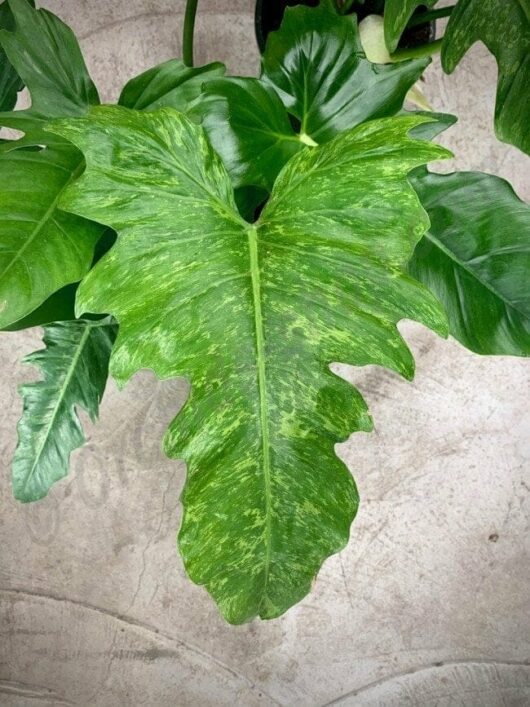 Close-up of a large, textured Philodendron 'Golden Dragon' leaf with jagged edges set against a concrete backdrop.