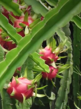 Pitaya 'Dragonfruit' (Hylocereus) features fruits that grow on cactus plants with elongated green stems, available in an 8" pot.