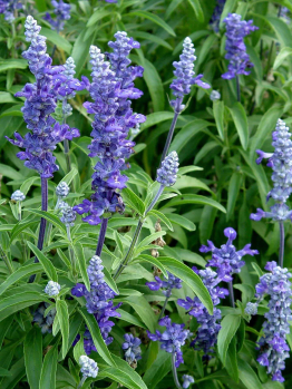 A lush garden setting featuring tall purple lavender flowers and green leaves, beautifully enhanced by the vibrant blooms of Salvia 'Victoria Blue' in a 6" pot.