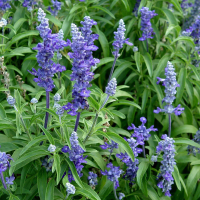 A lush garden setting featuring tall purple lavender flowers and green leaves, beautifully enhanced by the vibrant blooms of Salvia 'Victoria Blue' in a 6" pot.
