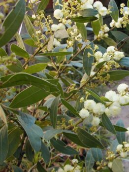 Acacia 'Bridgewater Bay' 6" Pot is a green leafy plant with clusters of small, round white flowers and yellow buds on thin branches, thriving outdoors in natural light.