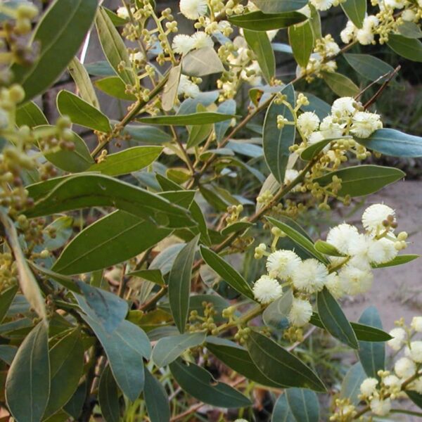Acacia 'Bridgewater Bay' 6" Pot is a green leafy plant with clusters of small, round white flowers and yellow buds on thin branches, thriving outdoors in natural light.