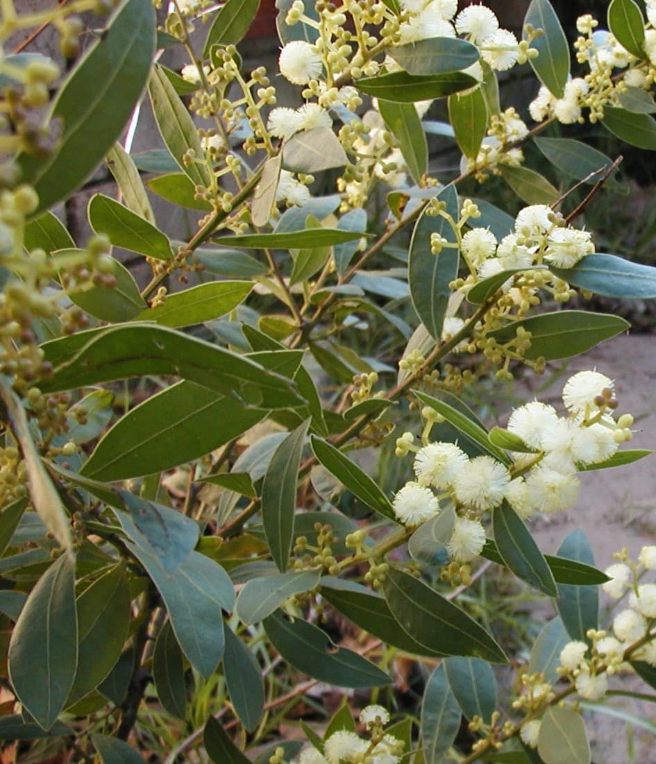 Acacia 'Bridgewater Bay' 6" Pot is a green leafy plant with clusters of small, round white flowers and yellow buds on thin branches, thriving outdoors in natural light.