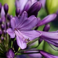 Agapanthus 'Poppin Purple' PBR