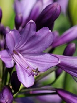 Agapanthus 'Poppin Purple' PBR