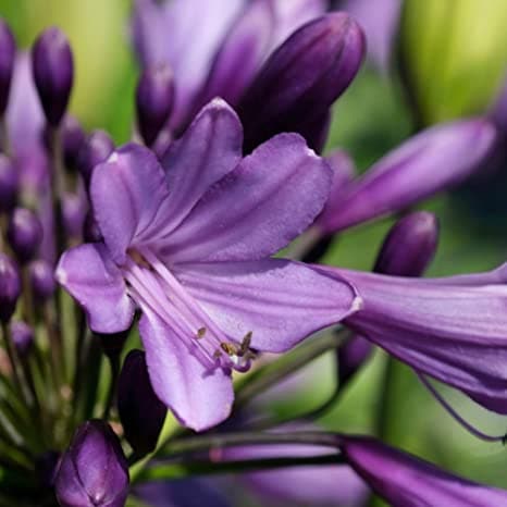 Agapanthus 'Poppin Purple' PBR