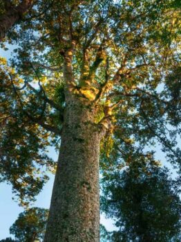 Gazing at a towering Agathis 'Kauri Pine', with its thick trunk and lush canopy against a clear sky, feels as serene as caring for your 10" Agathis 'Kauri Pine' pot in the garden.