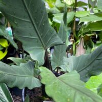 A close-up of the Alocasia 'Purple Sword' Elephant Ear in a 7" pot shows its dark green, arrow-shaped leaves sparkling with water droplets, with other potted plants visible in the background.