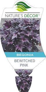 Begonia 'Bewitched Pink' 5" Pot - Image 2
