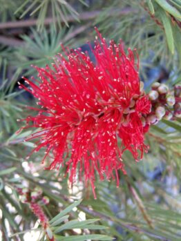 Callistemon 'Brogo Overflow' in a 6" pot displays red bottlebrush flowers among slender green leaves and buds, capturing the vibrant beauty of its namesake.