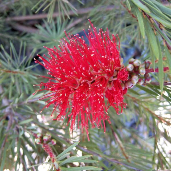 Callistemon 'Brogo Overflow' in a 6" pot displays red bottlebrush flowers among slender green leaves and buds, capturing the vibrant beauty of its namesake.