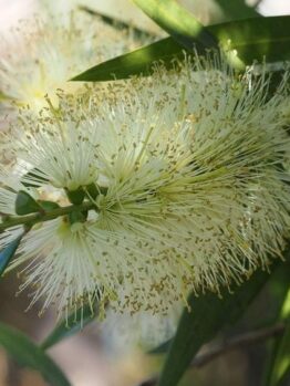A close-up of the Callistemon 'Icy Burst™' Bottlebrush in a 6" pot, featuring thin, spiky filaments and slender green leaves.