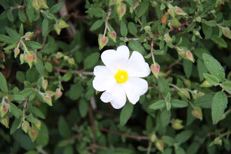 A single Cistus salvifolius 'Snowmound' flower, white with a yellow center, stands gracefully in a 6" pot, surrounded by lush green leaves and small buds.
