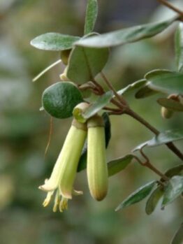 Close-up of a Correa baeuerlenii 'Chef's Cap' 6" Pot, featuring elongated tubular green flowers hanging downward, surrounded by oval leaves.