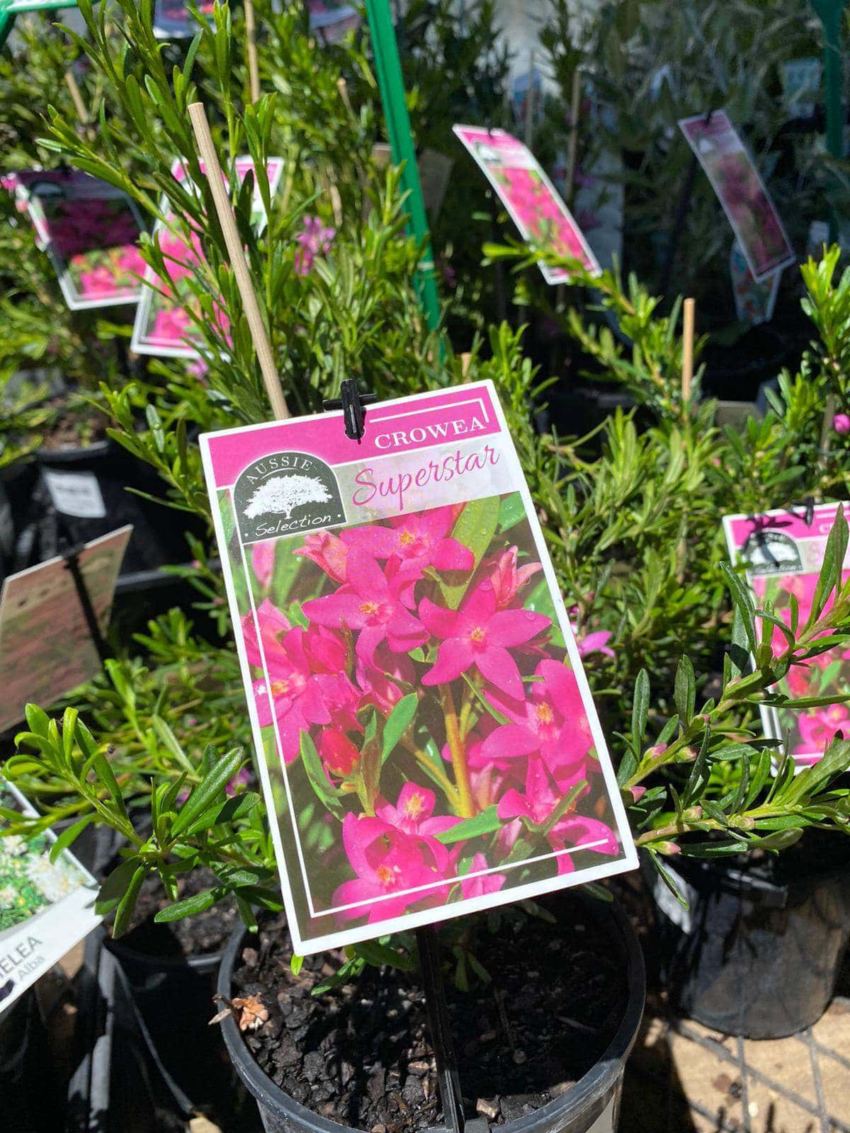 Crowea 'Mallee Superstar' Waxflower 6" Pot - Image 3