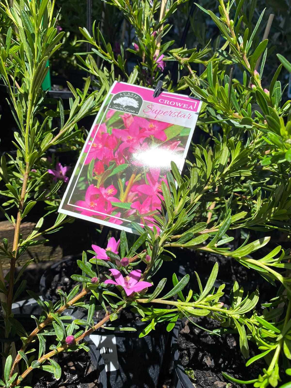 Crowea 'Mallee Superstar' Waxflower 6" Pot - Image 2
