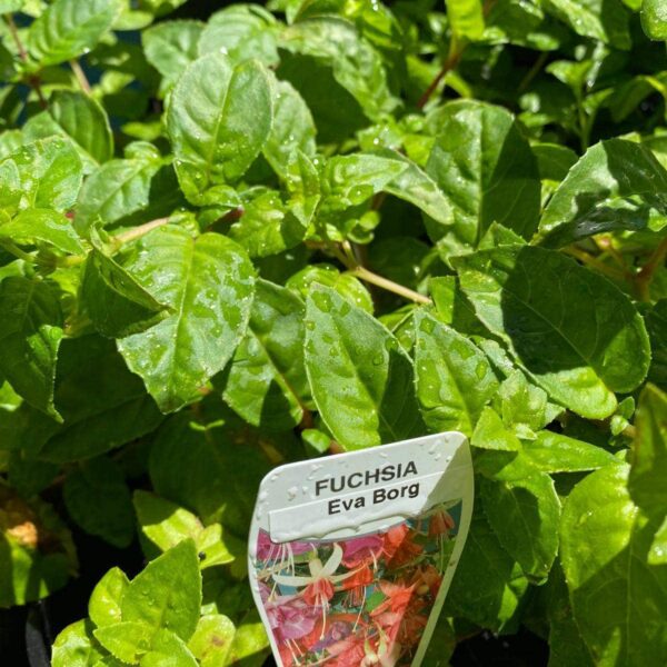Fuchsia 'Eva Borg' plant with green leaves covered in water droplets, a tag labeled "Fuchsia 'Eva Borg'" featuring pink and white flowers, shown in a 6" pot.