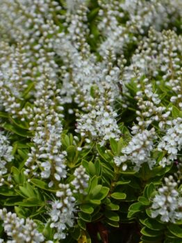 A dense cluster of small white flowers with green leaves thrives in a Hebe 'Wiri Cloud' 10" Pot, showcasing the Hebe 'Wiri Cloud' variety.
