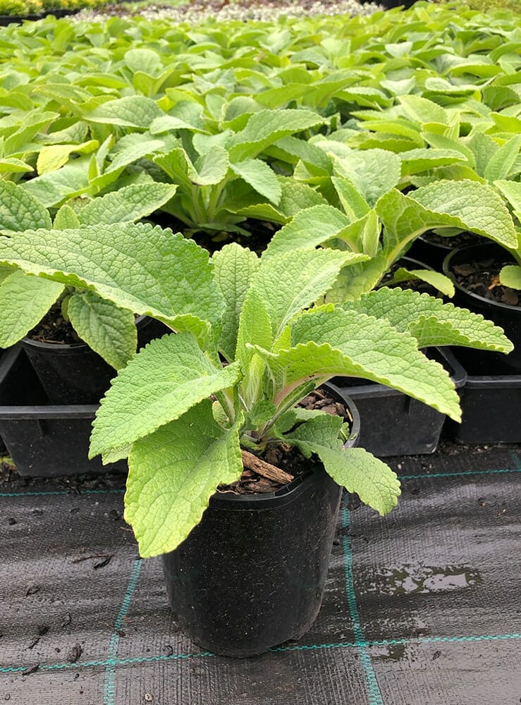 Hello Hello Plants Digitalis Foxglove 6in