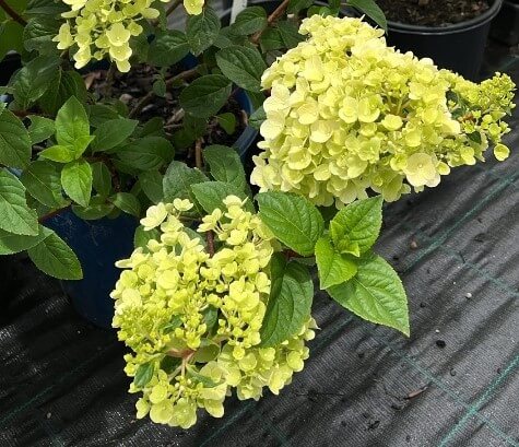 Hydrangea 'Sundae Fraise' 16" Pot - Image 2