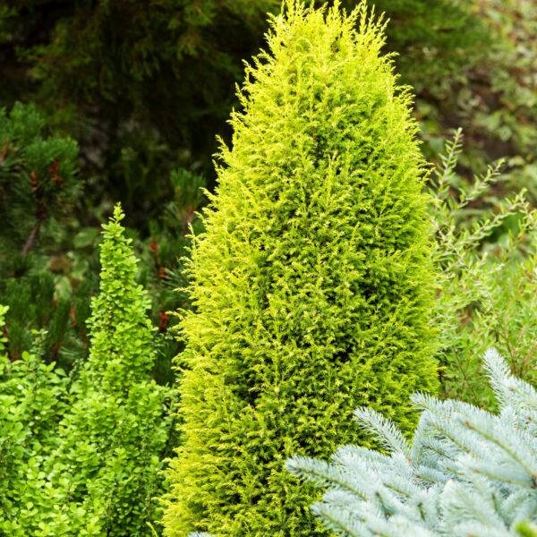 The Juniperus communis 'Gold Cone' 8" Pot features a bright green coniferous shrub, ideal for adding vibrant evergreen color to your garden.