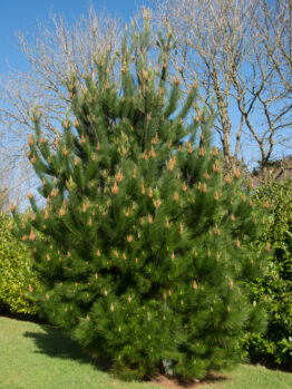 Pinus radiata 'Monterey Pine' in a 10" pot features dense green needles and orange-brown buds, perfect for planting on grassy lawns with scenic backdrops of trees and sky.