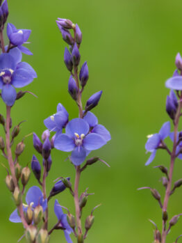 Close-up of Veronica 'Diggers Speedwell' wildflowers with multiple purple buds in a 6" pot, set against a green blurred background.